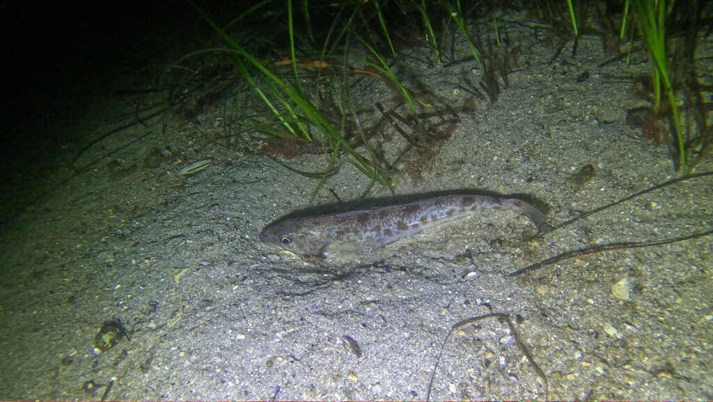 Silver hake (Merluccius bilinearis) — Merlucciidae