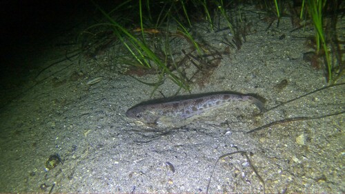 Silver hake (Merluccius bilinearis) — Merlucciidae