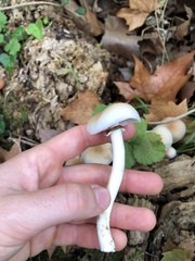 Cyclocybe aegerita