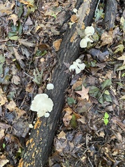 Pleurotus pulmonarius