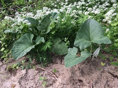 Petasites spurius