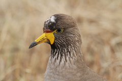 Vanellus senegallus lateralis
