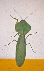 Choeradodis rhombicollis