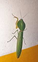 Choeradodis rhombicollis