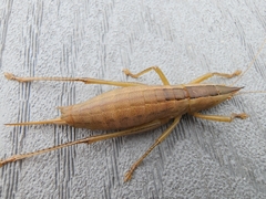 Belocephalus