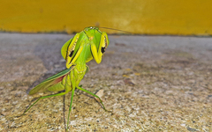 Choeradodis rhombicollis