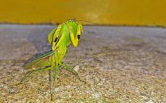 Choeradodis rhombicollis