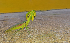 Choeradodis rhombicollis