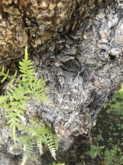 Karwinskia calderonii