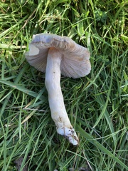 Entoloma prunuloides