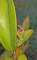 Pycnopalpa bicordata