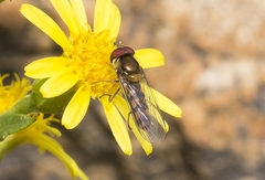 Meliscaeva auricollis