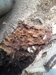 Kalotermes flavicollis