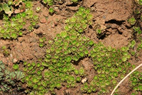 Chamaebryum