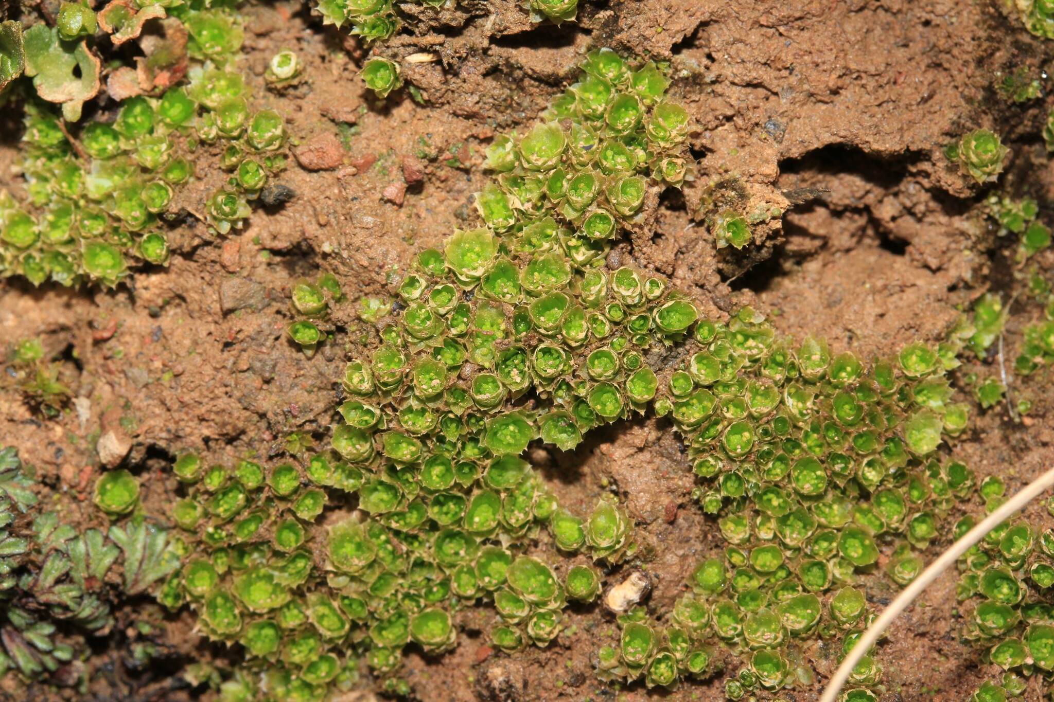Chamaebryum