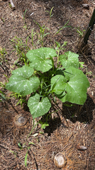 Cucurbita