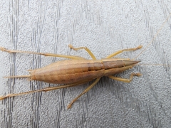 Belocephalus