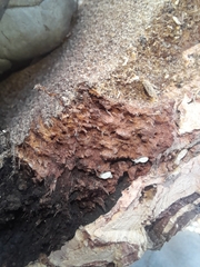 Kalotermes flavicollis