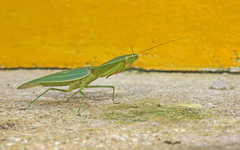 Choeradodis rhombicollis