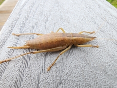 Belocephalus