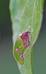 Pycnopalpa bicordata