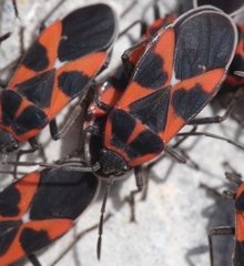 Tropidothorax leucopterus