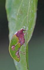 Pycnopalpa bicordata