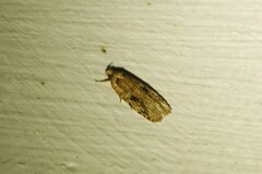 Agonopterix pulvipennella
