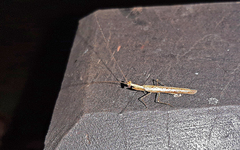 Bantiinae
