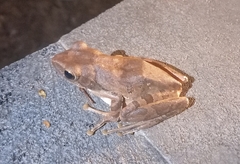 Polypedates leucomystax