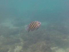 Abudefduf bengalensis