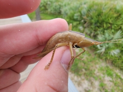 Belocephalus