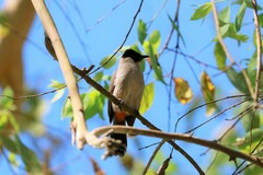 Pycnonotus aurigaster