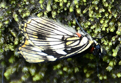 Gnathotriche exclamationis