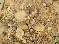 Oryctolagus cuniculus