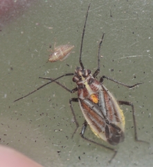 Horistus orientalis