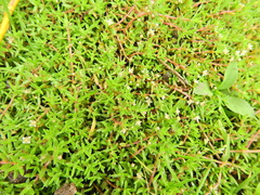 Crassula helmsii