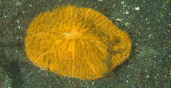 Cycloseris