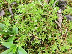 Crassula helmsii