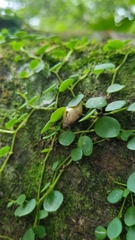Mollusca