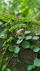 Mollusca
