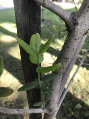 Peumus boldus