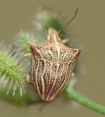 Ancyrosoma leucogrammes