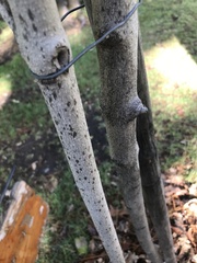 Peumus boldus