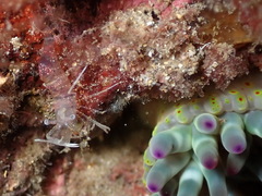 Periclimenes amethysteus