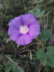 Ipomoea lindheimeri