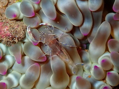 Periclimenes aegylios