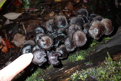 Coprinopsis lagopus