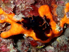 Pseudobiceros splendidus