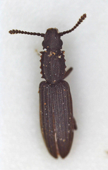 Oryzaephilus